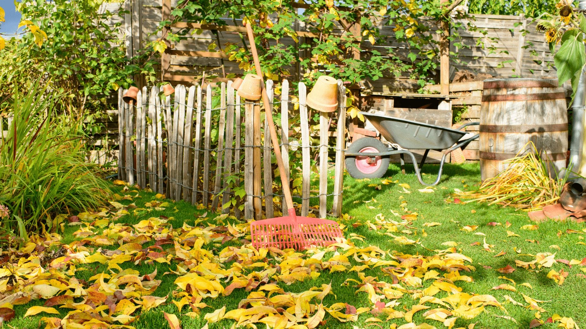 A garden scene with a wooden fence, a rake, a wheelbarrow, and a barrel captures the essence of fall gardening, with vibrant yellow leaves scattered across the grass. omahagardener.com