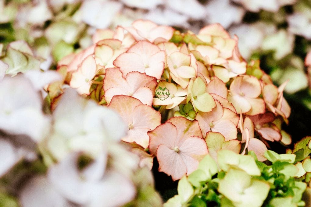 Close-up of a cluster of pale pink and green Hydrangea Under Distress flowers, with soft focus on surrounding blooms. omahagardener.com