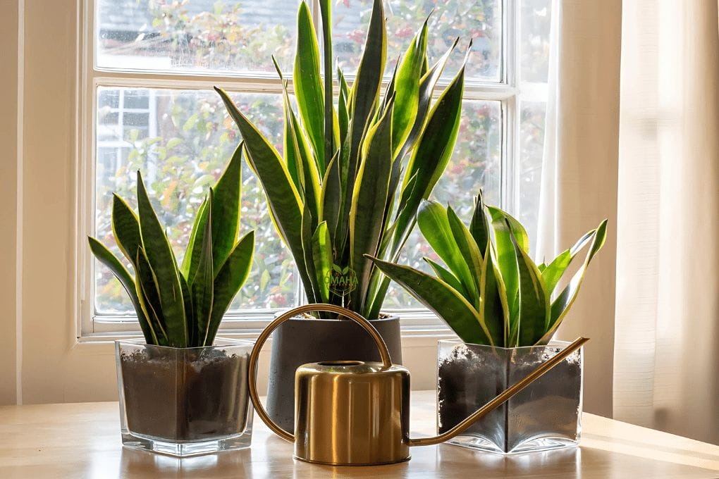 Three snake plants in glass pots sit on a table by a sunny window, with a brass watering can placed in front of them. omahagardener.com
