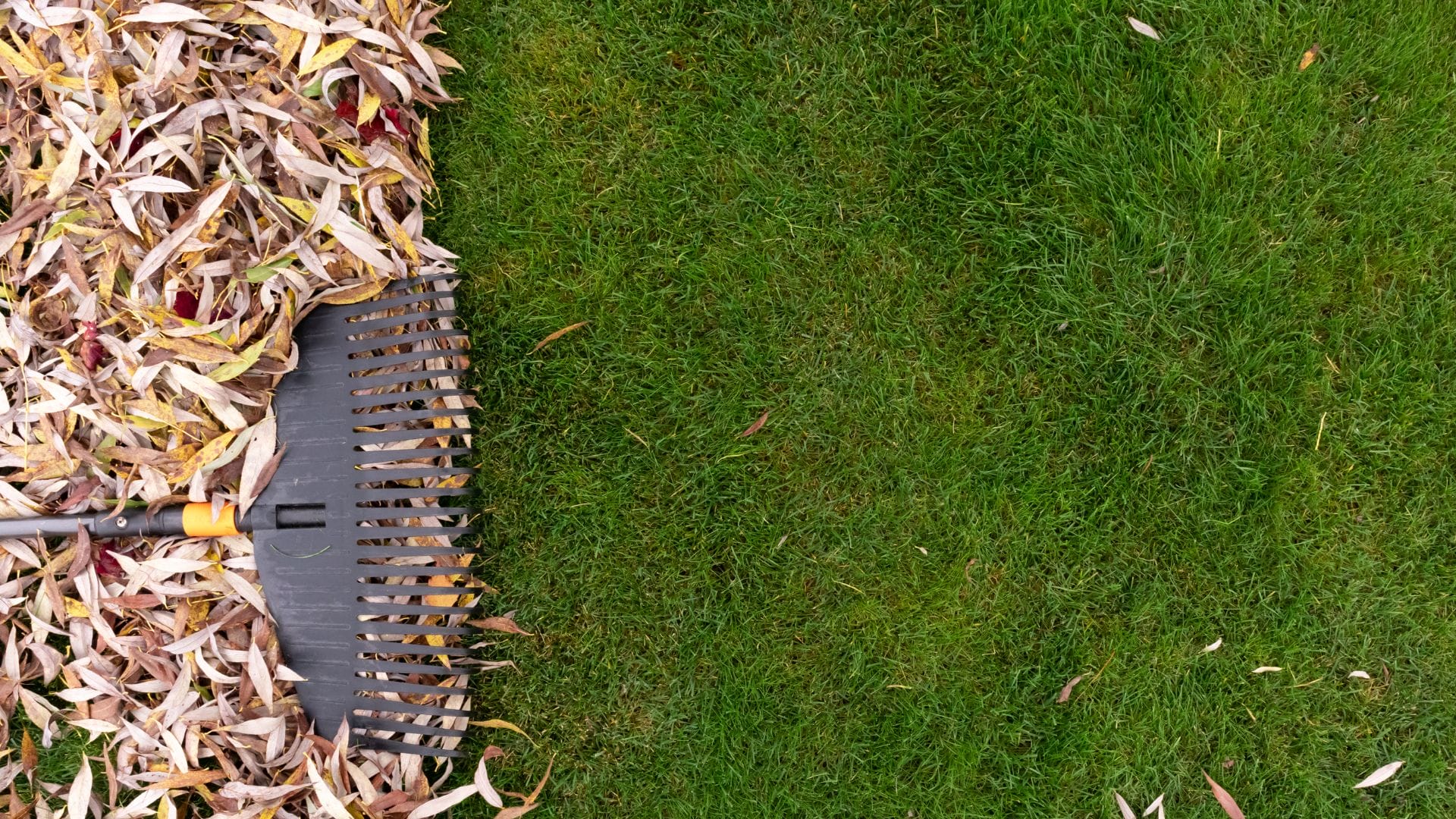 A rake is gathering a pile of fallen leaves on a green lawn, showcasing essential fall lawn care. Most leaves lie on the left side beneath nearby trees, while clear grass stretches to the right. omahagardener.com