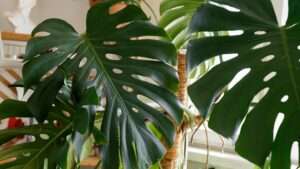 Close-up of large, green monstera leaves with characteristic splits and holes, indoors near a window with natural light. omahagardener.com
