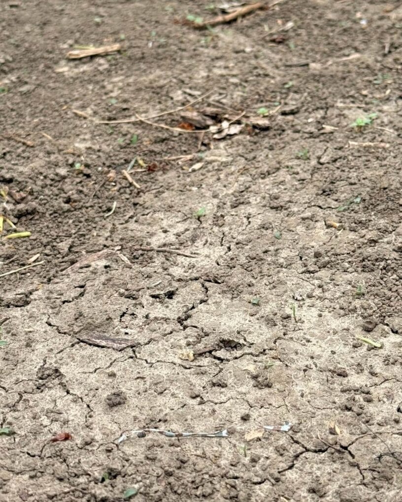 Before soil condition: compacted, pale, no structure
