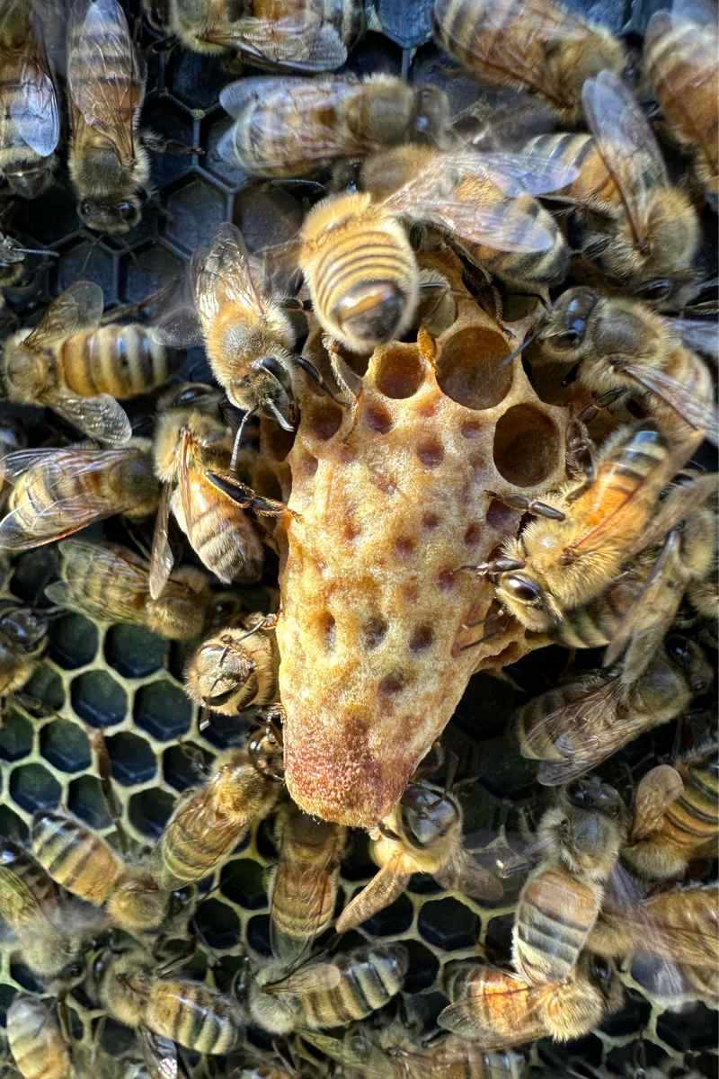 Close-up of bees surrounding a large queen cell on a honeycomb. The cluster tends to the elongated cell, where questions like "how do bees reproduce" arise, since queen cells play a key role after a mating flight or when unfertilized eggs are laid. omahagardener.com